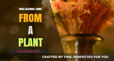 Plant-Based Origins: Unveiling the Surprising Source of Alcohol