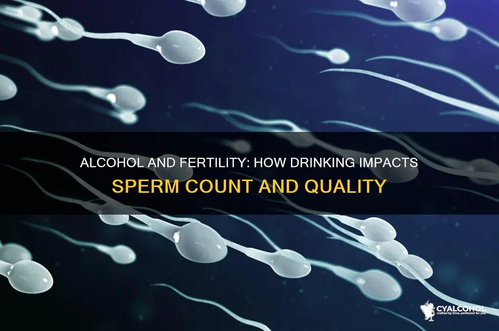 does alcohol consumption decreased sperm count