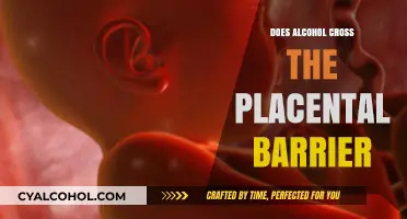 Alcohol and Pregnancy: Does It Cross the Placental Barrier?