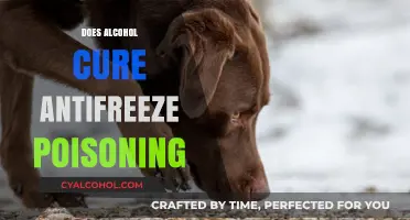 Alcohol and Antifreeze Poisoning: Debunking Myths and Understanding Risks