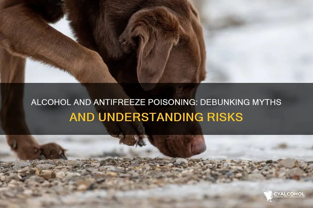 does alcohol cure antifreeze poisoning