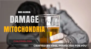 Alcohol's Impact on Mitochondrial Health: Uncovering the Hidden Damage
