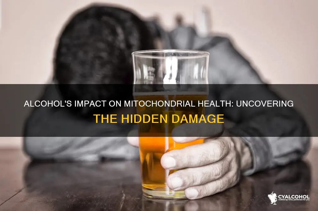 does alcohol damage mitochondria