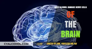 Alcohol's Impact: Does Drinking Damage Brain Nerve Cells?