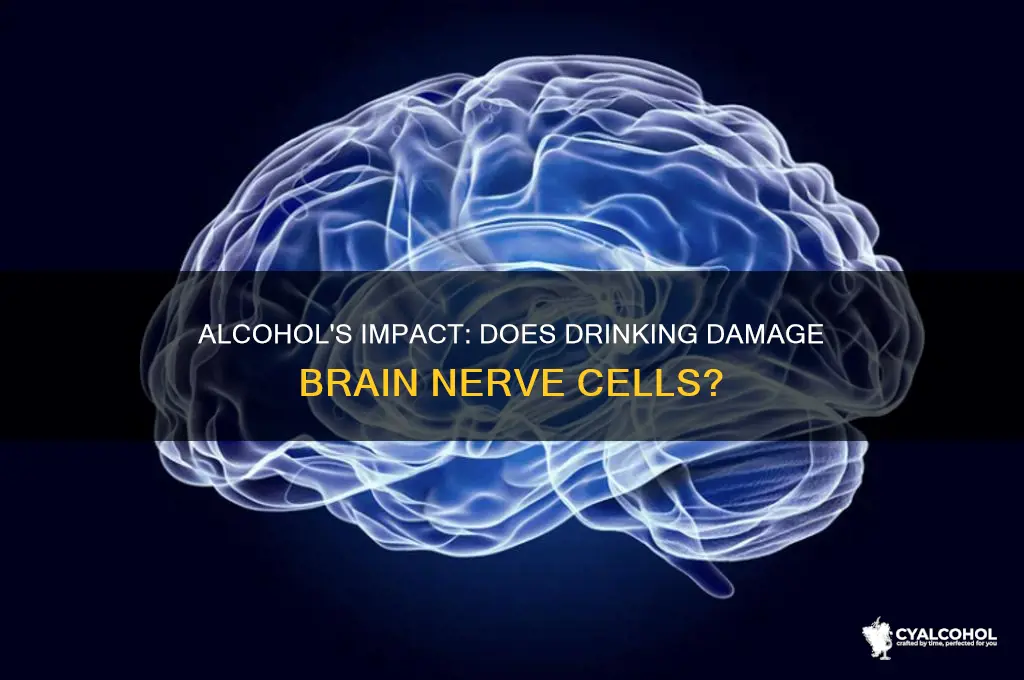 does alcohol damage nerve cells of the brain