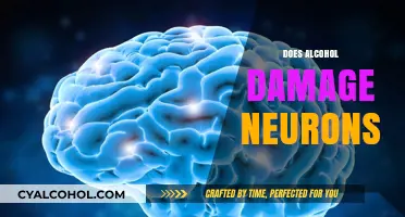 Alcohol's Impact on Neurons: Uncovering the Truth About Brain Damage