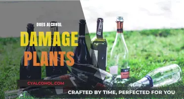 Can Alcohol Harm Your Plants? Surprising Effects Revealed