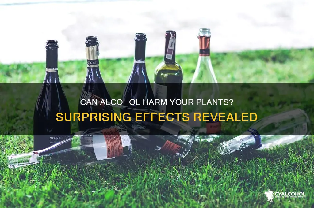 does alcohol damage plants