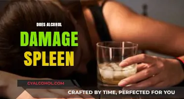 Alcohol's Impact on Spleen Health: Risks, Damage, and Prevention Tips
