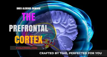 Alcohol's Impact: Does Drinking Harm the Prefrontal Cortex?