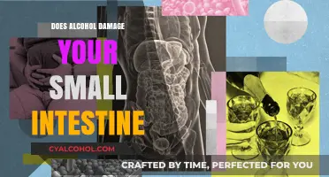 Alcohol's Impact: Uncovering Small Intestine Damage and Digestive Risks