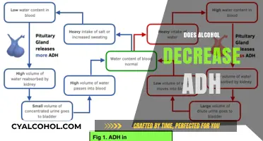 Alcohol's Impact on ADH: Does Drinking Reduce Antidiuretic Hormone?