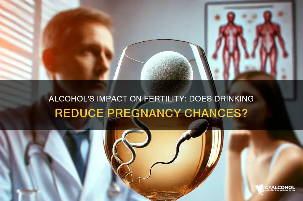 does alcohol decrease chance of pregnancy