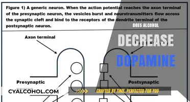 Alcohol's Impact on Dopamine: Unraveling the Brain's Reward System