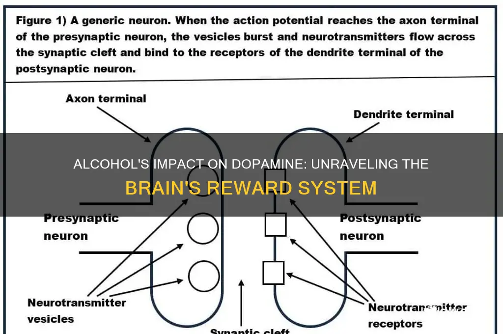 does alcohol decrease dopamine