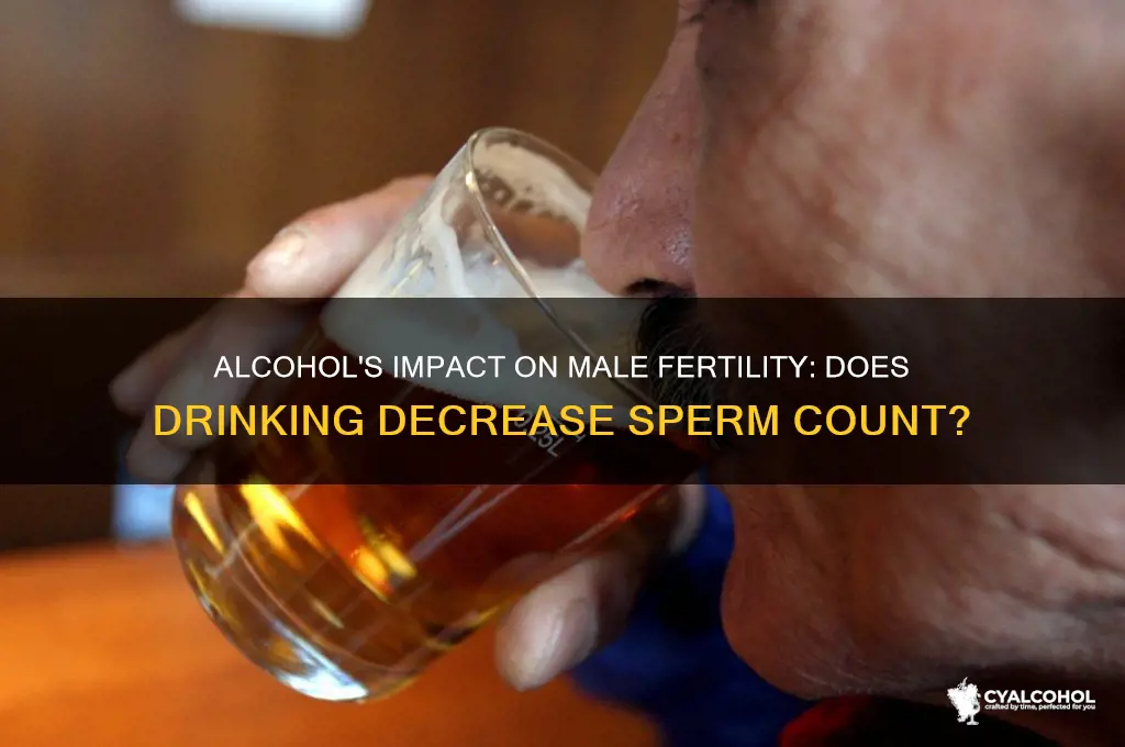 does alcohol decrease sperm