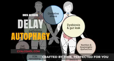 Alcohol's Impact: Does Drinking Delay Autophagy and Cellular Renewal?