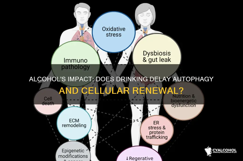 does alcohol delay autophagy