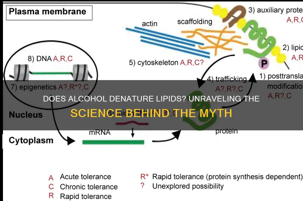 does alcohol denature lipids