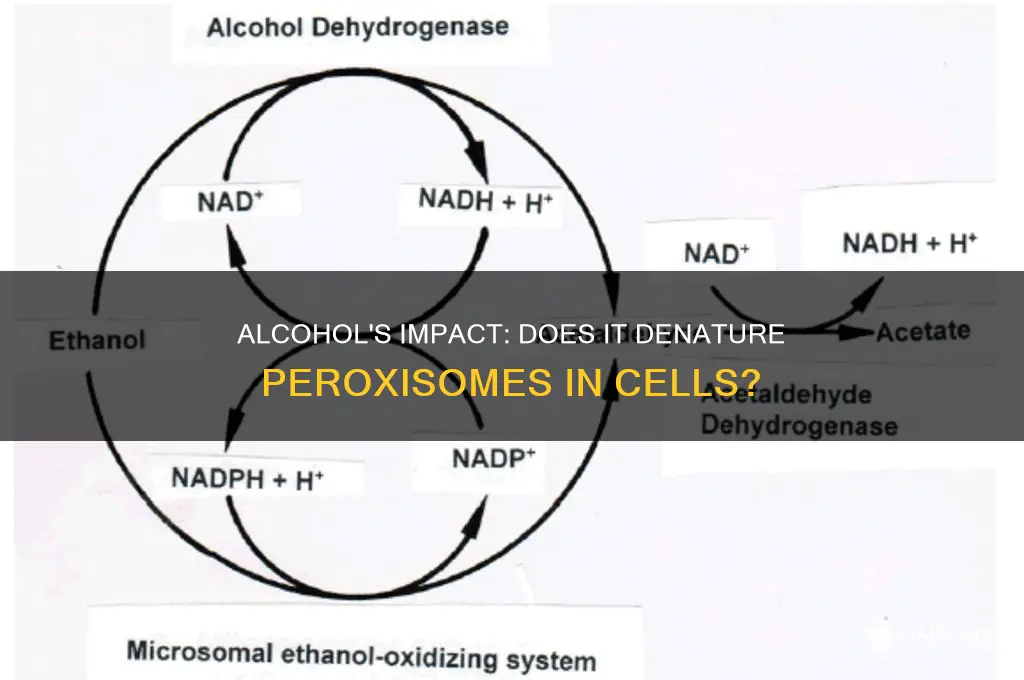 does alcohol denature peroxisomes