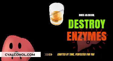 Alcohol's Impact: How Drinking Affects Enzyme Function and Health