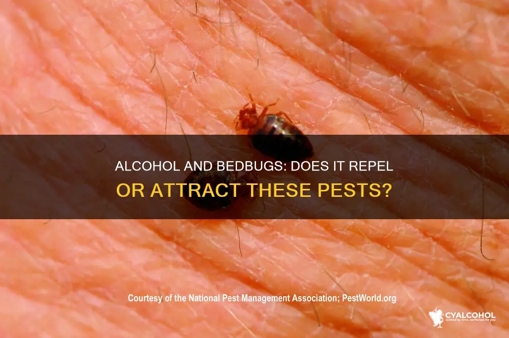 does alcohol deter bedbugs