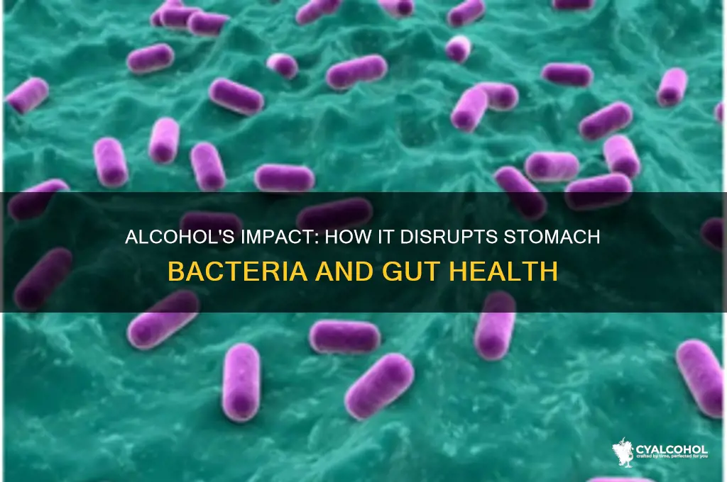 does alcohol disrupt bacteria in stomach