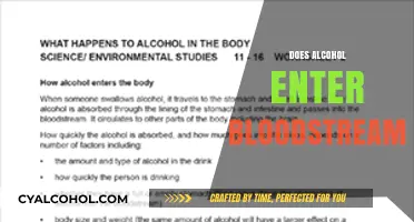 How Alcohol Enters Your Bloodstream: Absorption and Effects Explained