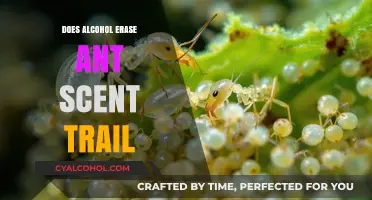 Alcohol's Impact on Ant Scent Trails: Myth or Reality?