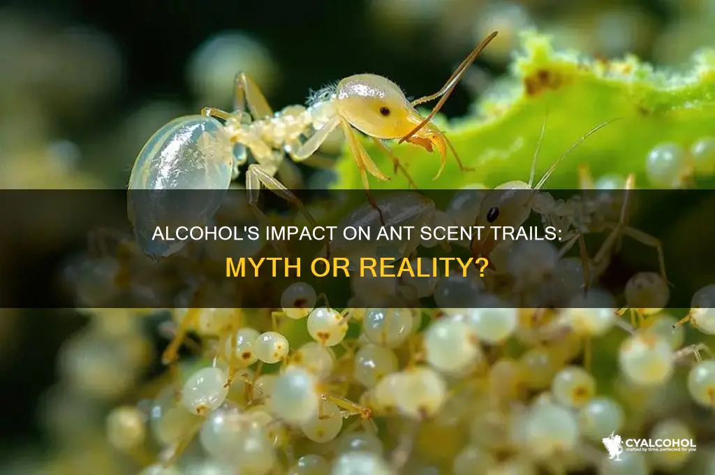 does alcohol erase ant scent trail