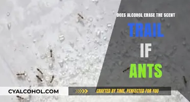 Alcohol's Impact on Ants: Does It Erase Their Scent Trail?