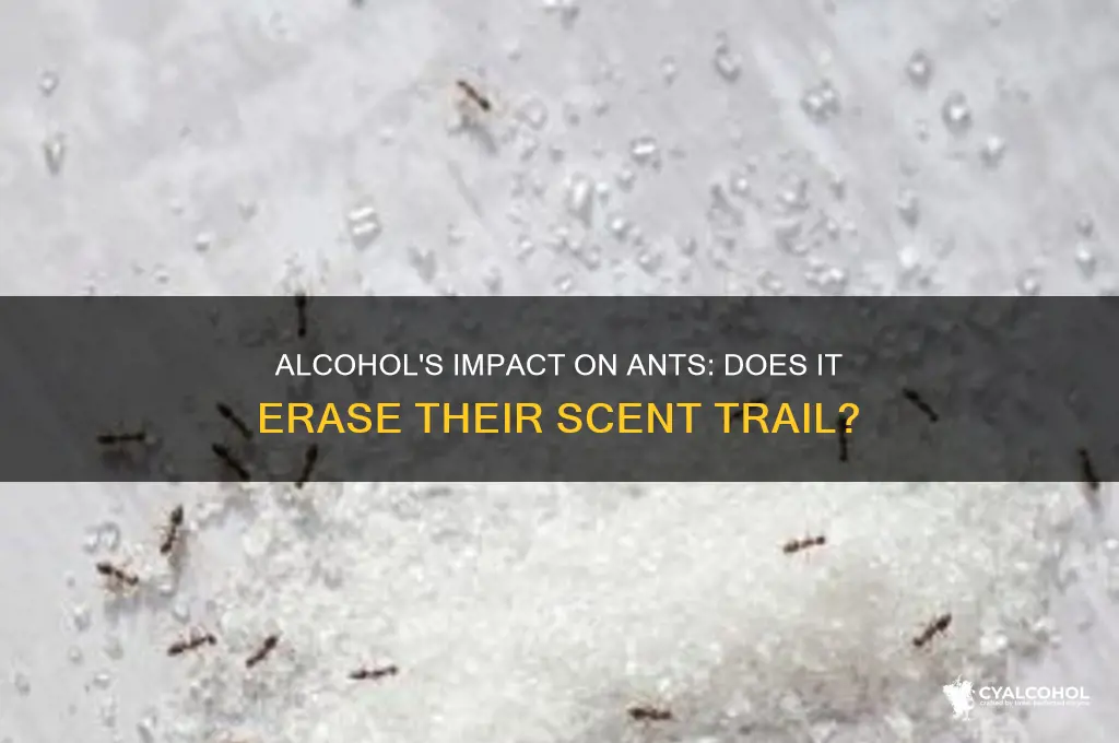 does alcohol erase the scent trail if ants