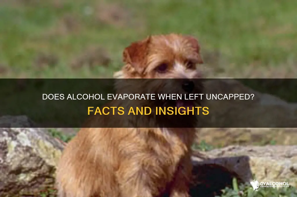 does alcohol evaporate if you leave cap off