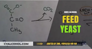 Does Alcohol Feed Yeast? Unraveling the Fermentation and Growth Connection
