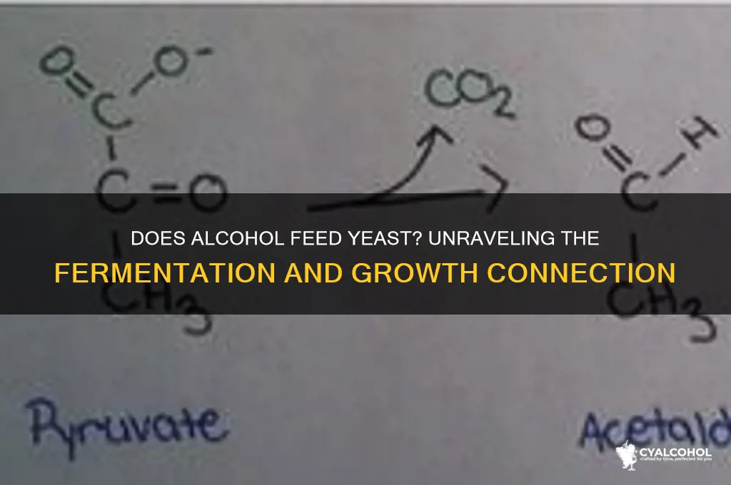 does alcohol feed yeast