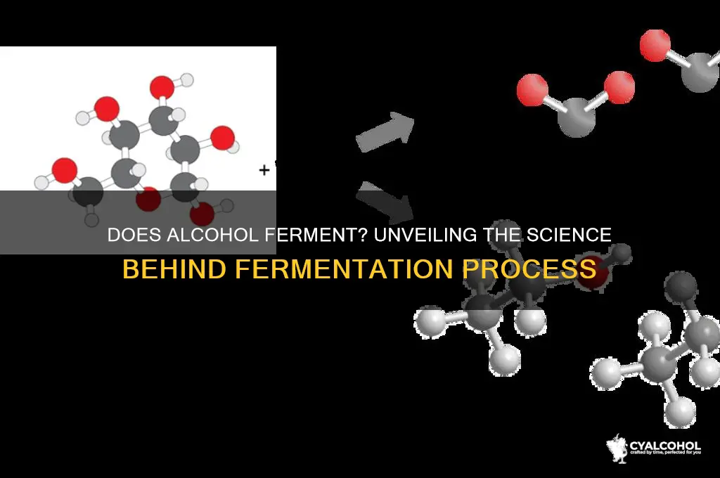 does alcohol ferment
