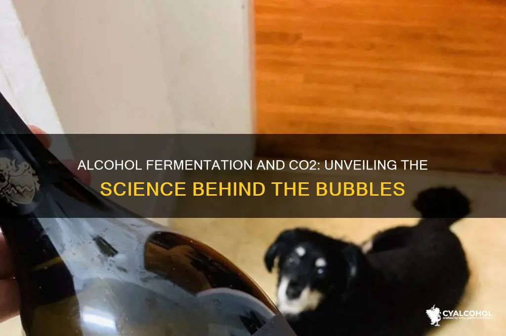 does alcohol fermentation give off co2