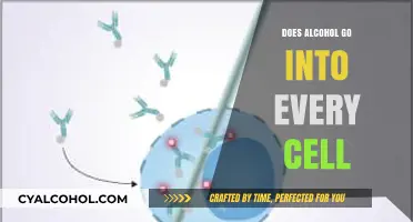 Does Alcohol Penetrate Every Cell in Your Body? The Truth