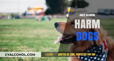 Can Dogs Safely Consume Alcohol? Risks and Dangers Explained