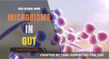 Alcohol's Impact on Gut Health: Harming Your Microbiome?
