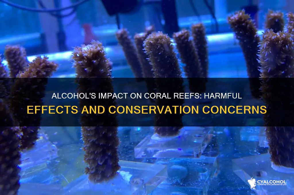 does alcohol hsrm coral