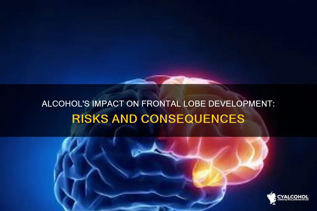 does alcohol hurt frontal lobe development