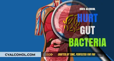The Sober Truth: Alcohol's Impact on Gut Bacteria Revealed