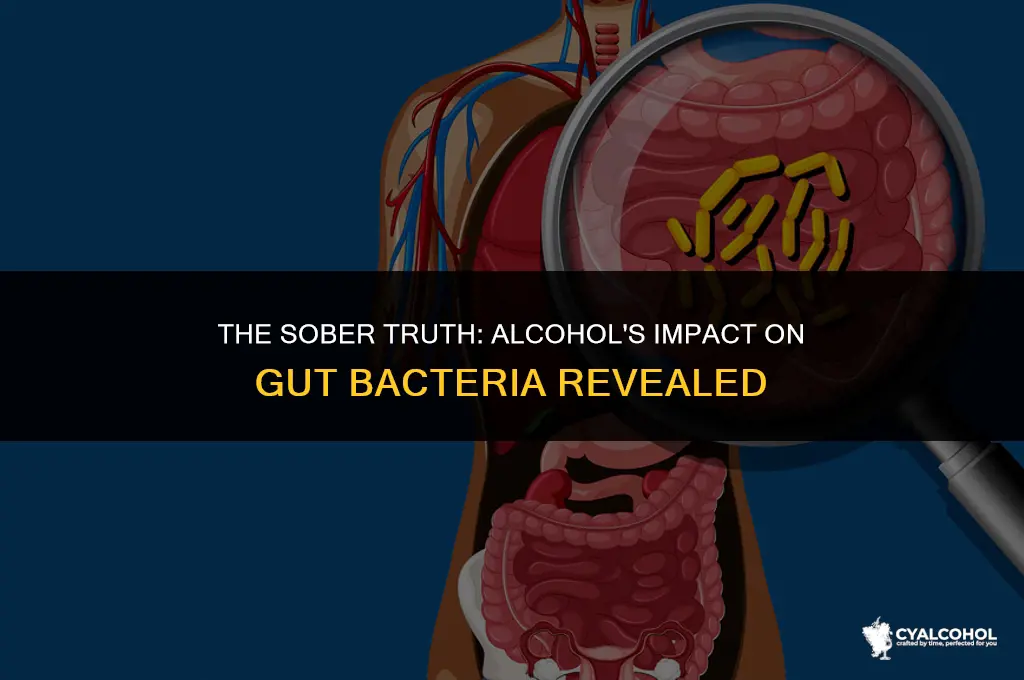 does alcohol hurt gut bacteria
