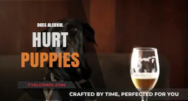 Can Alcohol Harm Puppies? Understanding the Risks and Dangers