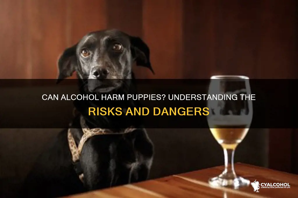 does alcohol hurt puppies