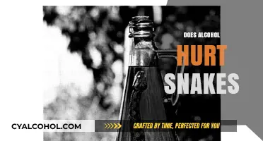 Alcohol and Snakes: Potential Harms and Risks Explained