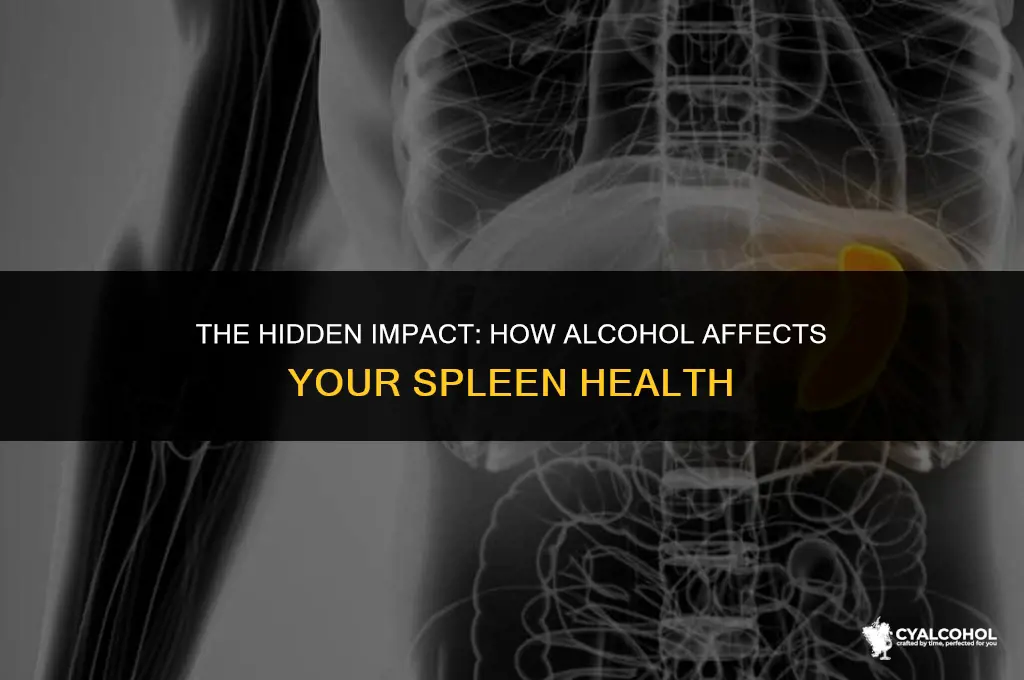 does alcohol hurt your spleen