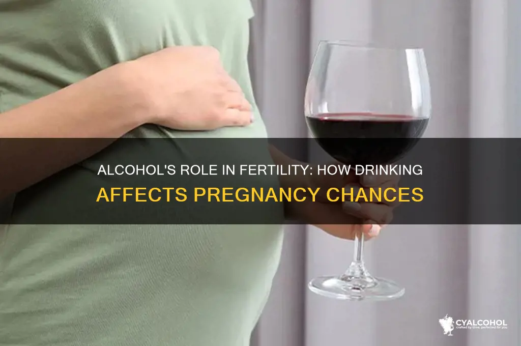 does alcohol impact chance of pregnancy