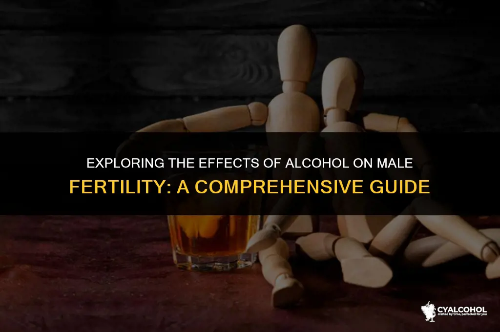 does alcohol impact male fertility